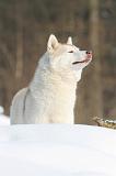 SIBERIAN HUSKY 184
